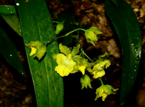 oncidium