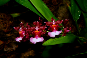 oncidium 2